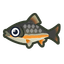 Dace